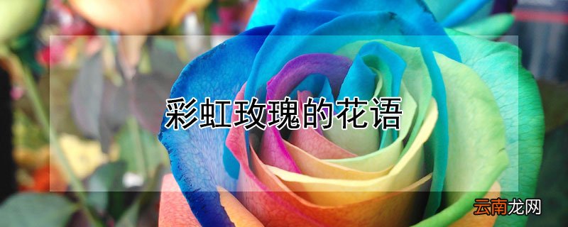 彩虹玫瑰的花语 彩虹玫瑰的花语是什么