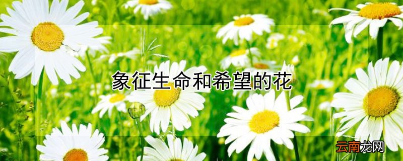 象征生命和希望的花 象征生命和希望的花的图片