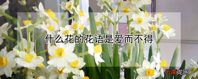 什么花的花语是爱而不得暗恋 什么花的花语是爱而不得
