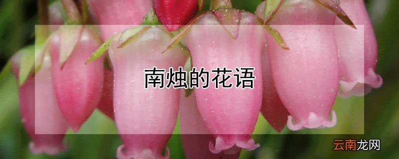 南烛的花语 南烛的寓意
