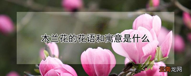 木兰花语是什么意思 木兰花的花语和寓意是什么