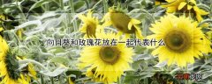 向日葵和粉色玫瑰花放在一起代表什么 向日葵和玫瑰花放在一起代表什么