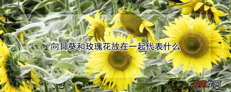 向日葵和粉色玫瑰花放在一起代表什么 向日葵和玫瑰花放在一起代表什么