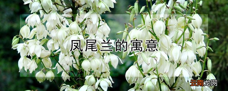 凤尾兰的寓意好吗 凤尾兰的寓意