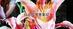 百合花寓意象征 百合花寓意象征400字作文