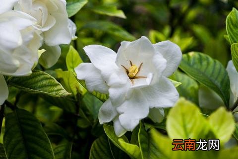 栀子花叶子发黄焦边干枯怎么办 栀子花叶子发黄焦边干枯是怎么回事