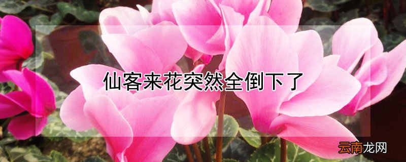 仙客来花突然全倒下了 仙客来花倒了怎么回事