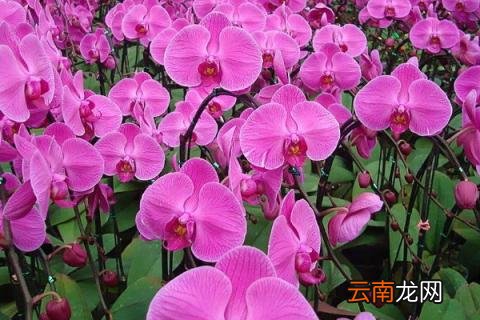 蝴蝶兰叶片有黄斑 蝴蝶兰叶片发黄黑斑