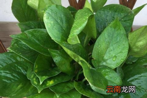 绿箩柱叶子没有光泽变黄枯萎怎么办 绿箩柱叶子没有光泽变黄枯萎怎么办兰花养植