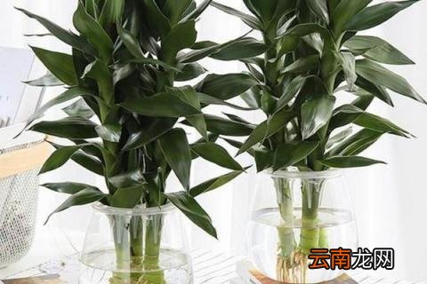 水培富贵竹杆子瘪了需要剪短吗 水培富贵竹杆子瘪了