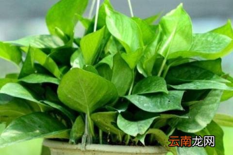 绿萝叶子冻了还能活吗 绿萝冻伤了还能活吗