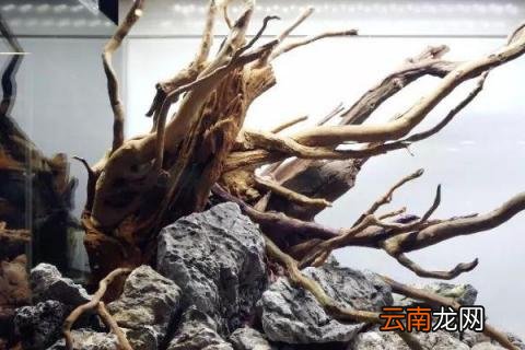 杜鹃根怎么处理才能下缸 鱼缸杜鹃根怎么处理