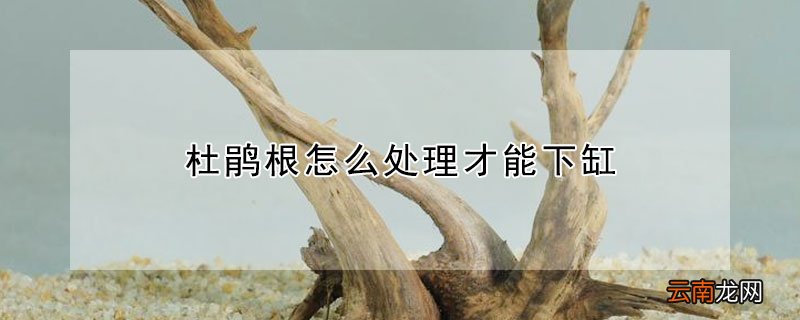 杜鹃根怎么处理才能下缸 鱼缸杜鹃根怎么处理