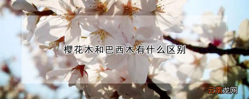 樱花木是什么木 樱花木和巴西木有什么区别