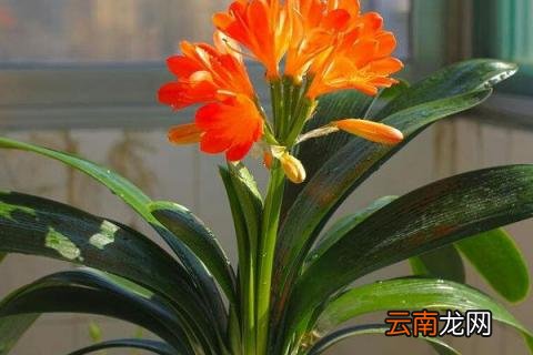 君子兰花苞被夹住长不出怎么办用黑袋子装是什么原理 君子兰花苞被夹住长不出怎么办