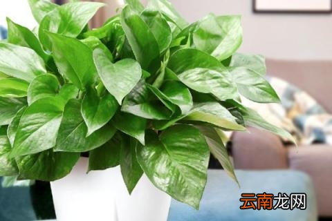 大叶绿萝冬天怎么养才能安全过冬? 冬天大叶绿萝的养殖方法和注意事项
