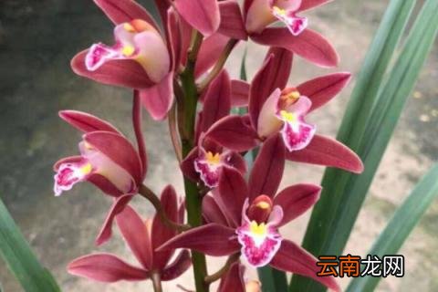 怎样辨认下山蕙兰会开素花 下山蕙兰的花会变化吗