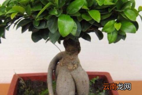 榕树受冻了叶片发黑怎么补救 榕树叶子冻黑了怎么办