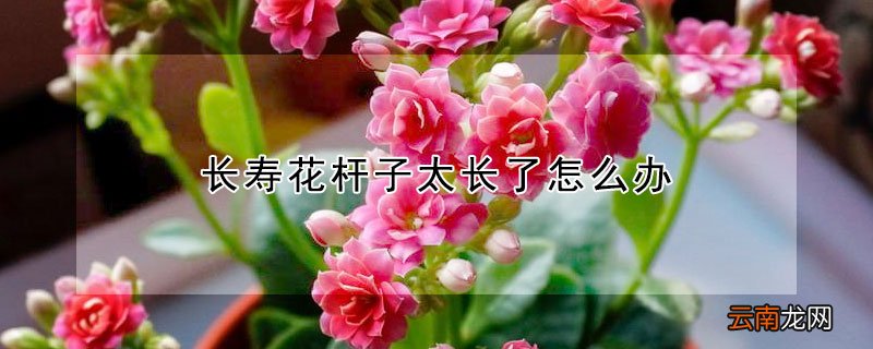 长寿花杆子太长了怎么办 长寿花杆细怎么办