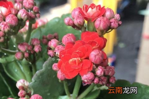 长寿花杆子太长了怎么办 长寿花杆细怎么办