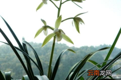 新入手的建兰怎么种植 建兰怎么移栽