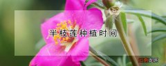 半枝莲的种植时间 半枝莲种植时间