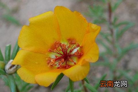 半枝莲的种植时间 半枝莲种植时间