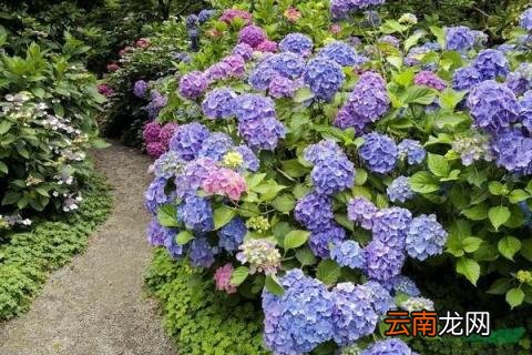 绣球花冬天怎么养要注意什么 绣球花的冬天怎么养