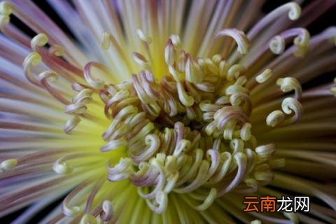 菊花应该怎么养花才开得多 四季菊花怎么养多开花