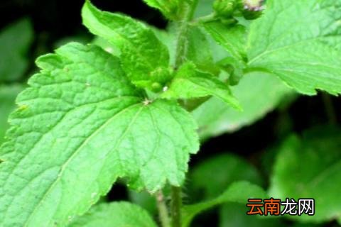 藿香什么时候收割最好 藿香什么时候种最合适