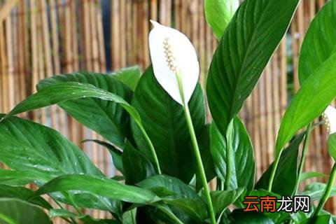 白掌无根能插活吗? 白掌没有根能插活吗