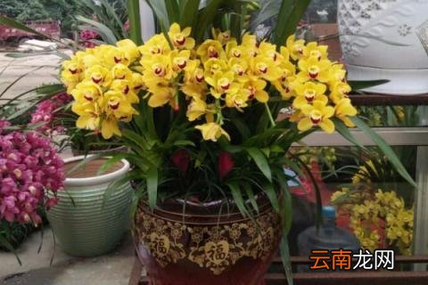 如何给大花蕙兰换盆 怎样给大花蕙兰换盆