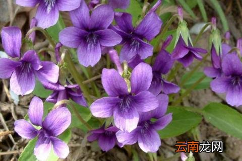 地丁与堇菜的区别 堇菜和紫花地丁区别