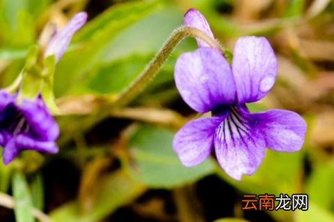 地丁与堇菜的区别 堇菜和紫花地丁区别