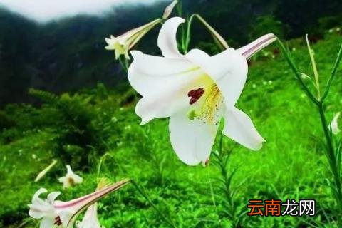 百合花粉有毒吗对猫 百合花粉有毒吗