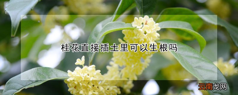 桂花怎样扦插容易生根 桂花直接插土里可以生根吗
