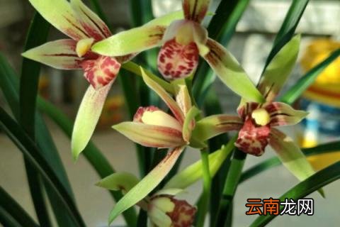建兰秋冬的养护方法 建兰秋季管理方法