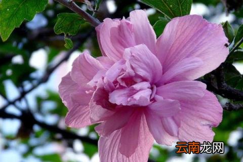 木槿花怎么养家庭养法 木槿如何养