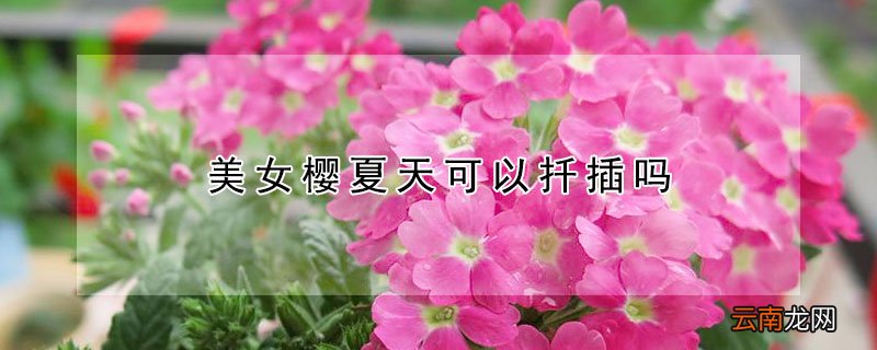 美女樱夏天可以扦插吗 美女樱什么季节扦插