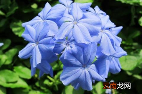 秋天可以扦插蓝雪花吗 秋天可以扦插蓝雪花吗?