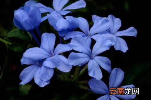 秋天可以扦插蓝雪花吗 秋天可以扦插蓝雪花吗?