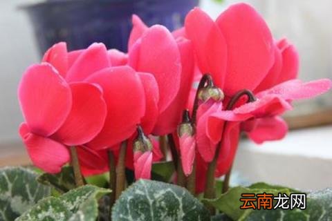 仙鹤来冬季如何浇水 仙客来花多长时间浇一次水