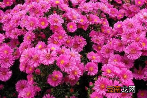 荷兰菊能地栽吗 荷兰菊可以地栽吗