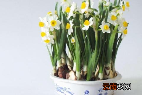 水仙花怎么养用什么水 水仙花的水养方法