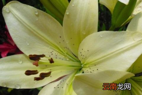 一个百合种球可以种几年 百合种球第二年怎么种