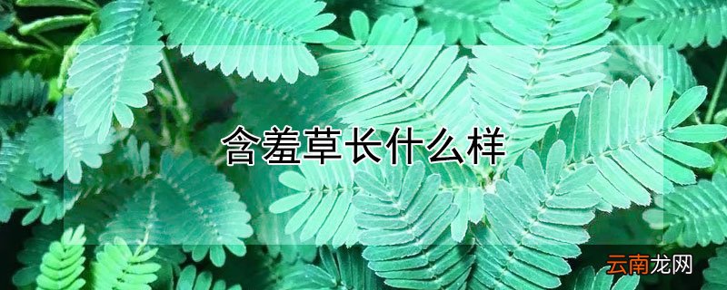 含羞草长什么样有什么特点 含羞草长什么样