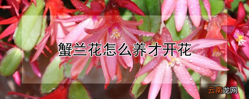 蟹兰花怎么养才开花 蟹爪兰花怎么栽?
