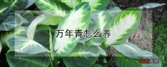 万年青怎么养叶子更绿 万年青怎么养