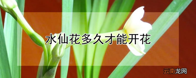 水仙花多久才能开花 水仙花的花能开多久