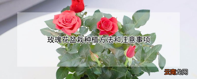 玫瑰花的种植方法及养护 玫瑰花盆栽种植方法和注意事项